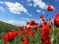 Red Wild Poppie