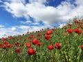 Red Wild Poppie