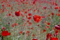 Red wild poppies Royalty Free Stock Photo