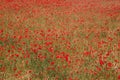 Red wild poppies Royalty Free Stock Photo