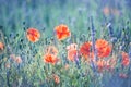 Red wild poppies closeup in sunshine flare Royalty Free Stock Photo