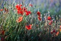 Red wild poppies closeup in sunshine flare Royalty Free Stock Photo