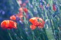 Red wild poppies closeup in sunshine flare Royalty Free Stock Photo