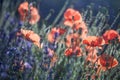 Red wild poppies closeup in sunshine flare Royalty Free Stock Photo