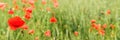 Red wild poppies growing in field of green unripe wheat,focus on one large flower with closed wet petals, wide banner Royalty Free Stock Photo