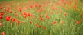 Red wild poppies growing in green unripe wheat field, shallow depth of field photo Royalty Free Stock Photo