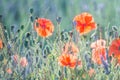 Red wild poppies and lavender closeup in sunshine flare Royalty Free Stock Photo