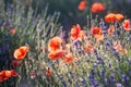 Red wild poppies and lavender closeup in sunshine flare Royalty Free Stock Photo