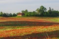 Red Wild poppies in the meadow at sunset, amazing background photo. To jest Polska Ã¢â¬â Mazury