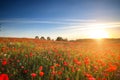 Red Wild poppies in the meadow at sunset, amazing background photo. To jest Polska Ã¢â¬â Mazury