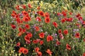 Red poppies among other spring flowers in La Horra, Burgos, Spain. Royalty Free Stock Photo