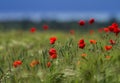 Red wild poppies and rural fields