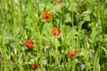 Red wild poppies in tall green grass Royalty Free Stock Photo
