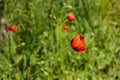 Red wild poppies in tall green grass Royalty Free Stock Photo