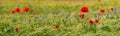 Red wild poppies on a wheat field Royalty Free Stock Photo