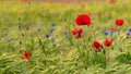 Red wild poppies on a wheat field Royalty Free Stock Photo