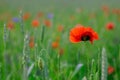 Red wild poppies on a wheat field Royalty Free Stock Photo