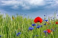 Red wild poppies on a wheat field Royalty Free Stock Photo