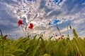 Red wild poppies on a wheat field Royalty Free Stock Photo