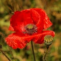 Red wild poppy after blossom poppy head lost red leaves Royalty Free Stock Photo