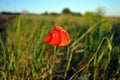 Red wild poppy flower blooming in grass meadow background, line of horizon and bright blue sky Royalty Free Stock Photo