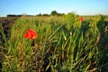 Red wild poppy flower blooming in grass meadow background, line of horizon and blue sky Royalty Free Stock Photo