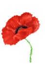 Red wild poppy flower on isolated white background, watercolor illustration. Royalty Free Stock Photo