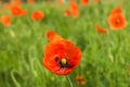 Red wild poppy flowers in the meadow. Royalty Free Stock Photo