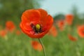 Red wild poppy flowers in the meadow. Royalty Free Stock Photo