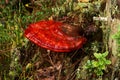 Red wild Reishi mushroom, Ganoderma lucidum growing in the boreal forest