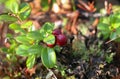 Red wild ripe cranberry on green background close-up view Royalty Free Stock Photo