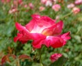 Red wild rose flower in the garden, strong bokeh