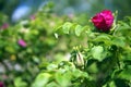 Red wild rose flowers closeup