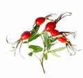 Red wild rose fruit