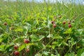 Red wild strawberry berries in the green grass in the meadow.  A branch of ripe wild strawberry berries. Royalty Free Stock Photo