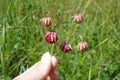 Red wild strawberry berries in the green grass in the meadow.  A branch of ripe wild strawberry berries. Royalty Free Stock Photo