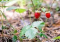 Red wild strawberry on bush Royalty Free Stock Photo