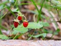Red wild strawberry on bush Royalty Free Stock Photo