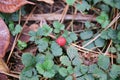 Red wild strawberry close-up Royalty Free Stock Photo