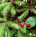 Red wild strawberry in the deep forest Royalty Free Stock Photo