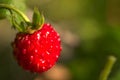 Red wild strawberry fruit on a green blurred background Royalty Free Stock Photo