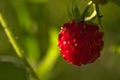 Red wild strawberry fruit on a green blurred background Royalty Free Stock Photo