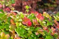 Red wild strawberry grows on green bush. Strawberry close up. Picking berries in forest Royalty Free Stock Photo