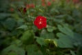 A Bloomed Red Wildflower with Buds