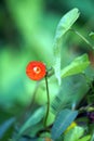 Red wildflower with water droplets