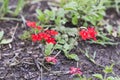 red wildflowers in the field, with a small locust on them