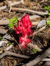 Red wildflowers growing in a forest