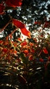 Red wildflowers outdoor sunset shadow