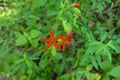 Red wildflowers Silene virginica