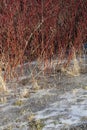 Red willow bushes in an ice-covered meadow